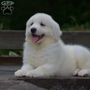 Chloe, Great Pyrenees Puppy
